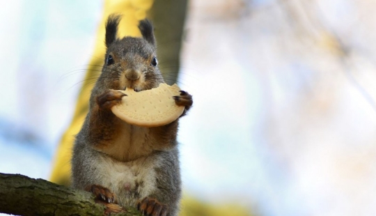 Se permite alimentar a los animales Se permite alimentar a los animales