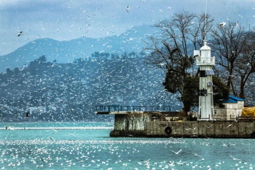 Seagulls in Batumi Seagulls in Batumi