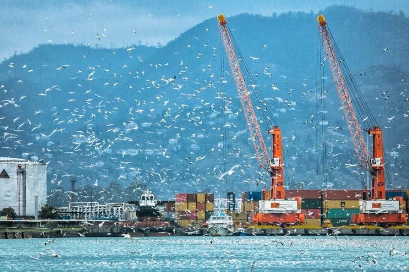 Seagulls in Batumi Seagulls in Batumi