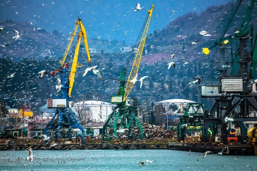 Seagulls in Batumi Seagulls in Batumi