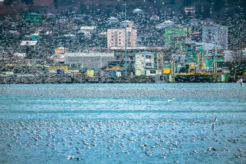 Seagulls in Batumi Seagulls in Batumi