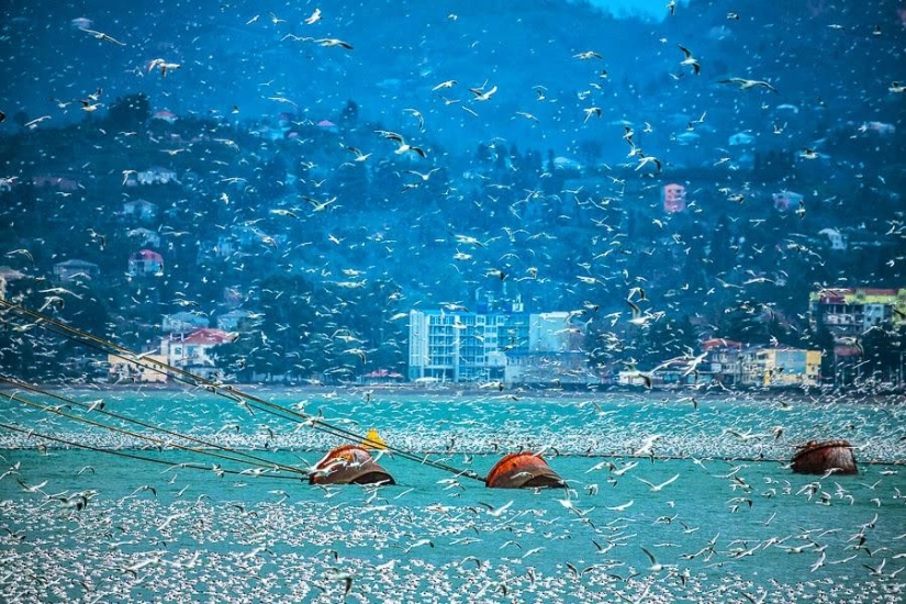 Seagulls in Batumi Seagulls in Batumi