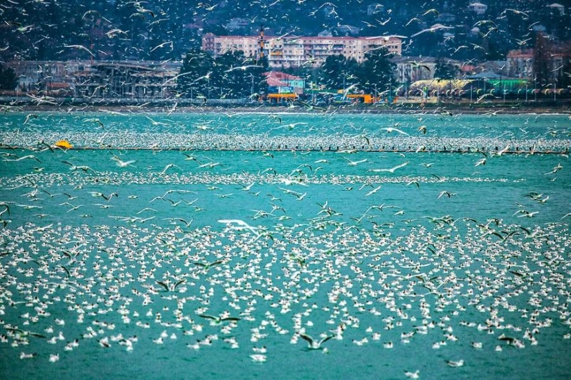 Seagulls in Batumi Seagulls in Batumi