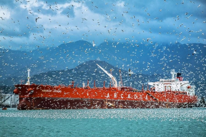 Seagulls in Batumi Seagulls in Batumi