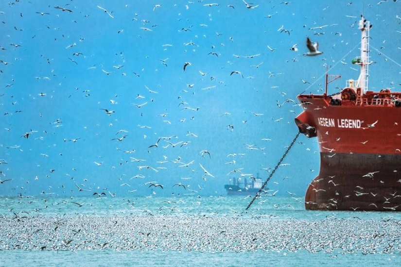 Seagulls in Batumi Seagulls in Batumi