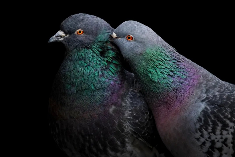 See 11 Breathtaking Bird Images From the Audubon Photography Awards