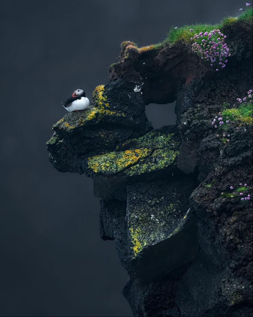 See 11 Breathtaking Bird Images From the Audubon Photography Awards