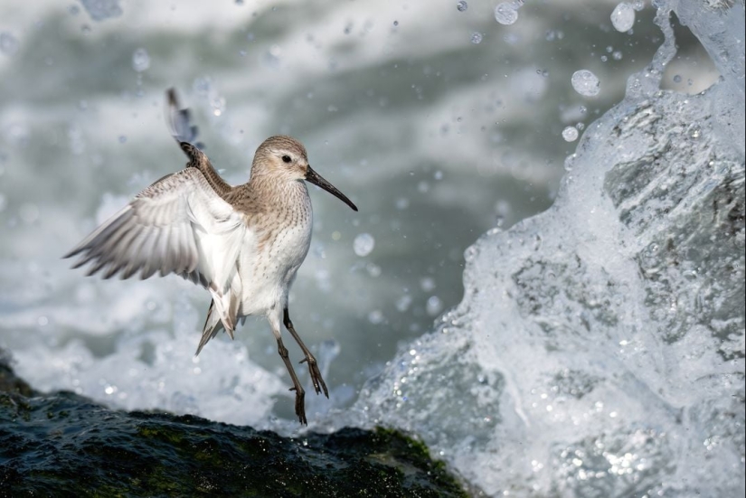 See 11 Breathtaking Bird Images From the Audubon Photography Awards