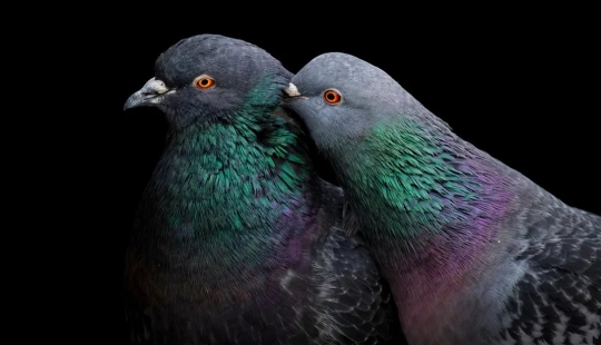 See 11 Breathtaking Bird Images From the Audubon Photography Awards See 11 Breathtaking Bird Images From the Audubon Photography Awards