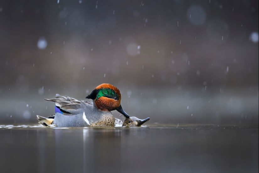 See 11 Breathtaking Bird Images From the Audubon Photography Awards