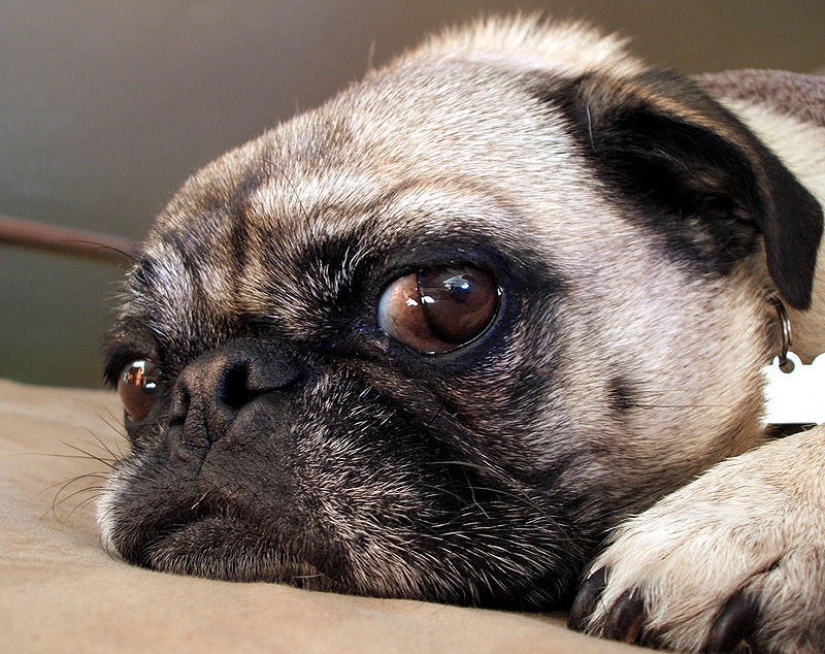 Selección emocional: Miradas de soslayo en el mundo animal