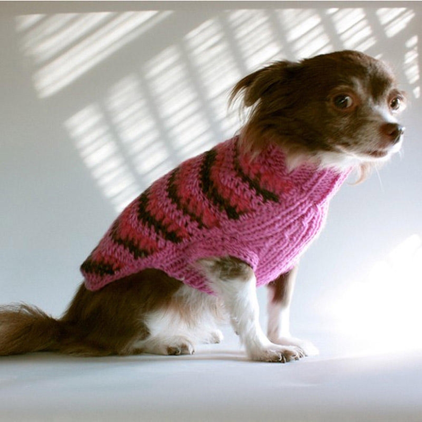 Selección emocional: Miradas de soslayo en el mundo animal