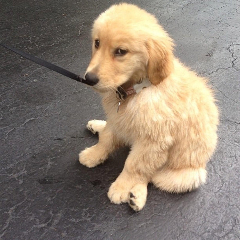 Selección emocional: Miradas de soslayo en el mundo animal