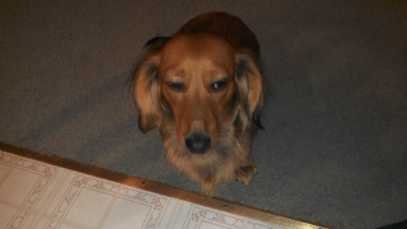 Selección emocional: Miradas de soslayo en el mundo animal