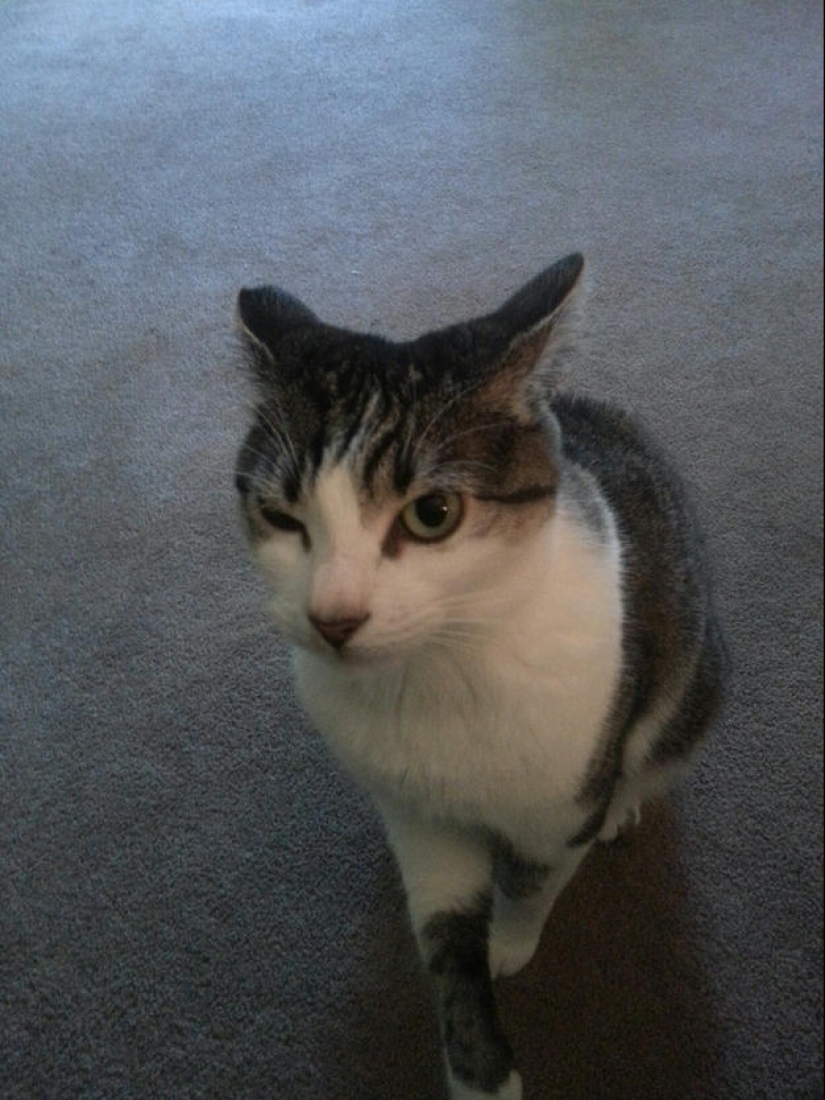 Selección emocional: Miradas de soslayo en el mundo animal