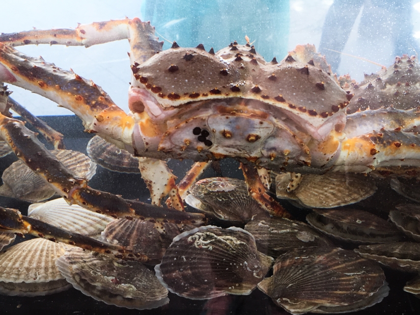 "Semana del Pescado" en Moscú: un paraíso para los amantes del marisco