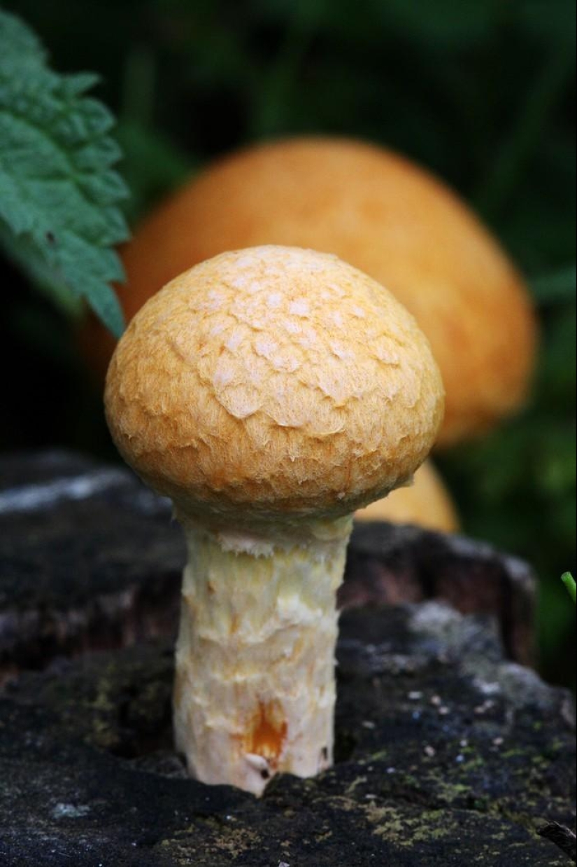 September Melody September Melody