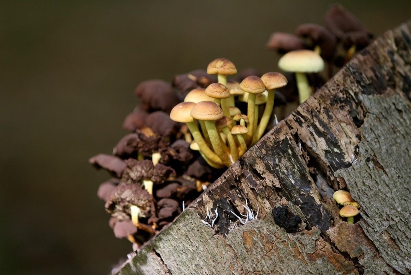 September Melody September Melody