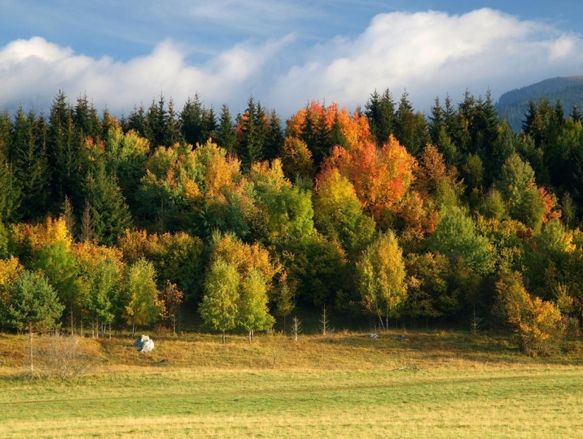 September Melody September Melody