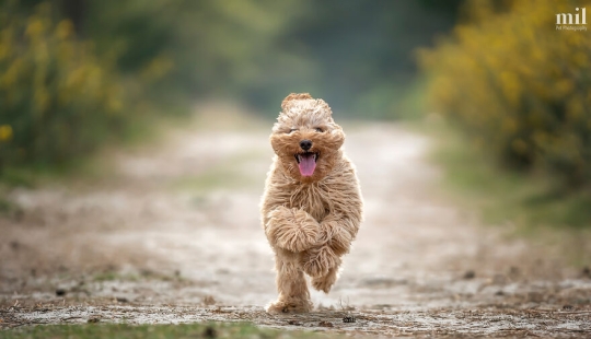 “Serie Happy Tongue Out Dog”: tomé 12 fotos de perros y aquí está el resultado