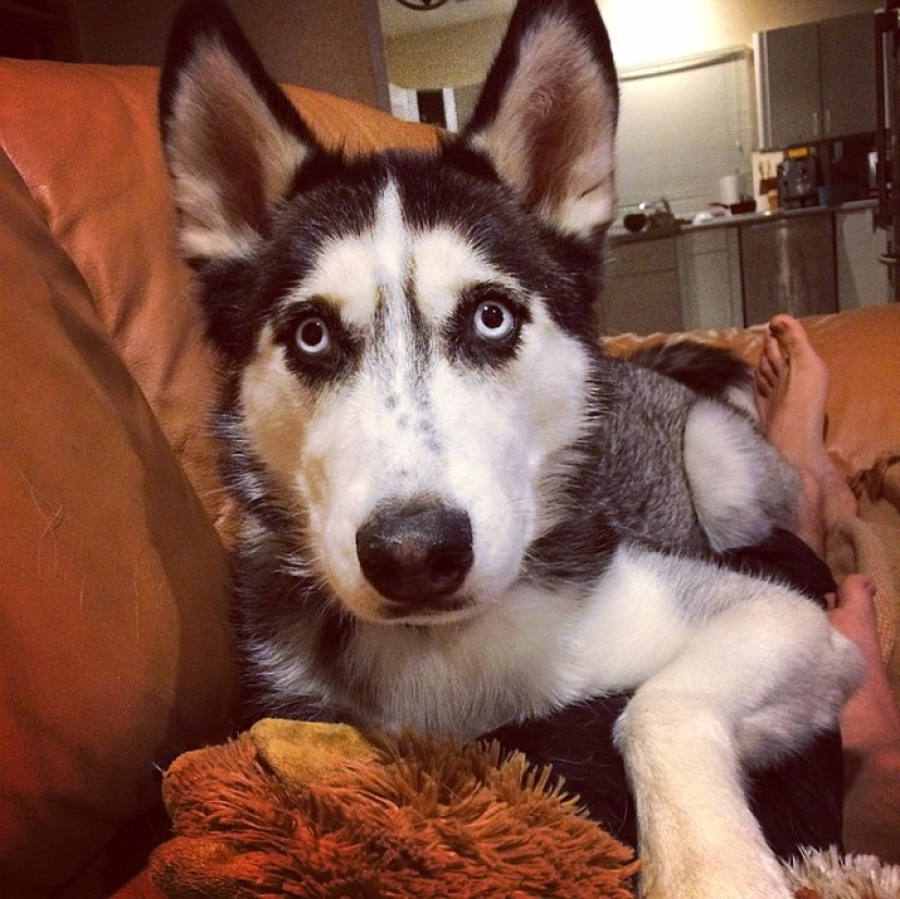 Sexy doctor and his glorious husky!