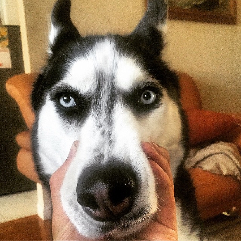 Sexy doctor and his glorious husky!