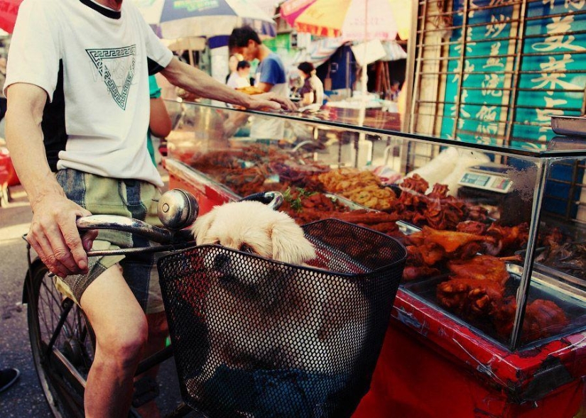 Shanghai bull. Day very first