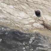 Shocking pictures of what athletes will have to swim in in Rio