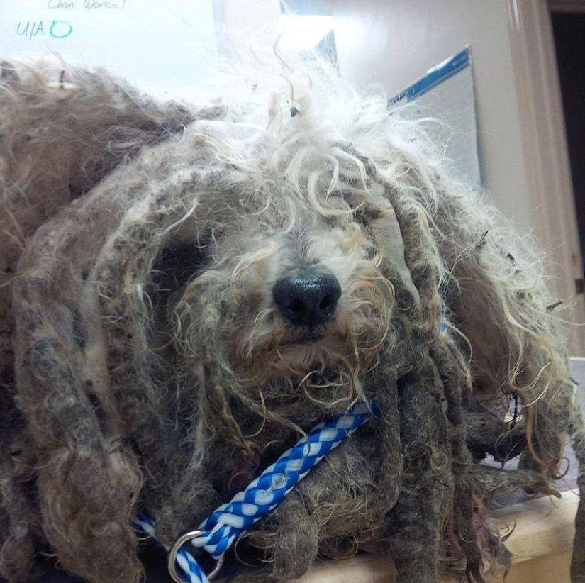 Shrek's story - an abandoned dog who found a home