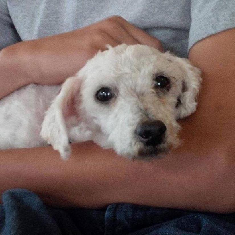 Shrek's story - an abandoned dog who found a home