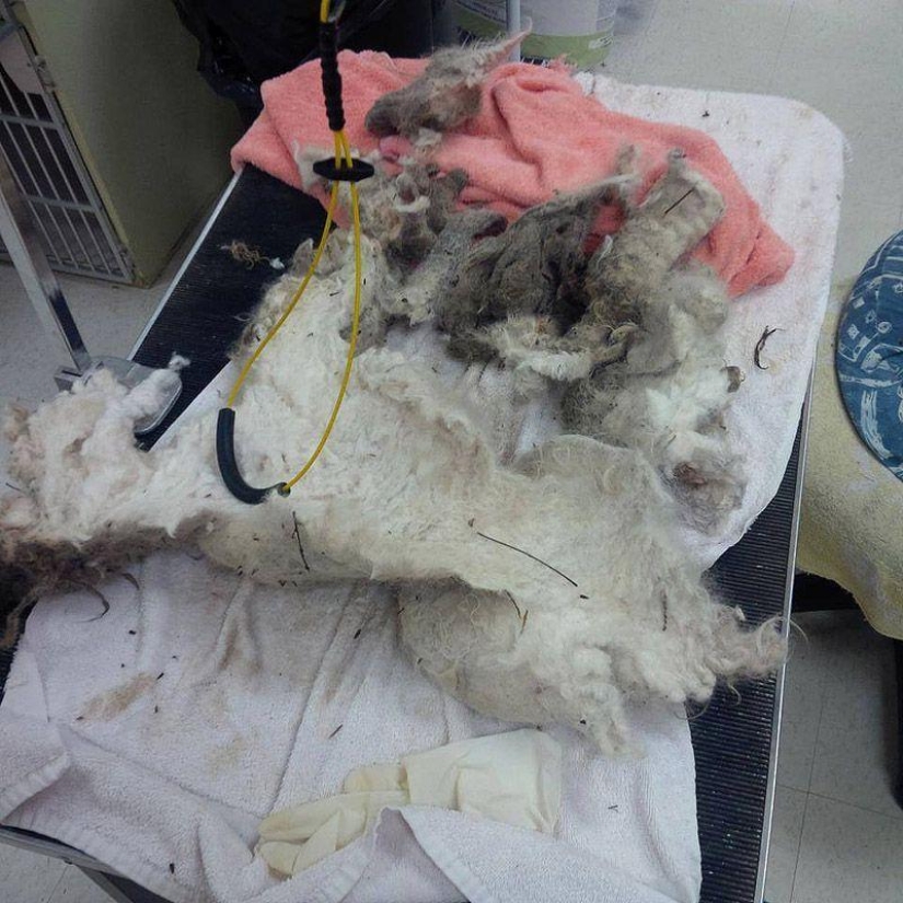 Shrek's story - an abandoned dog who found a home