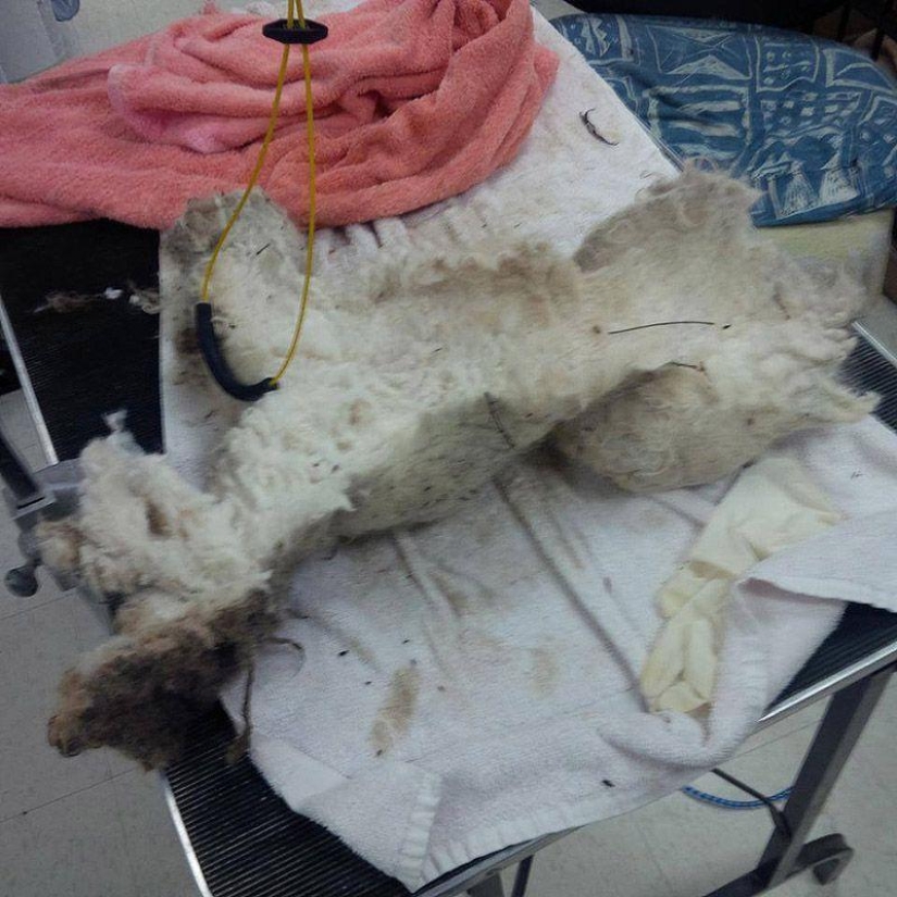 Shrek's story - an abandoned dog who found a home