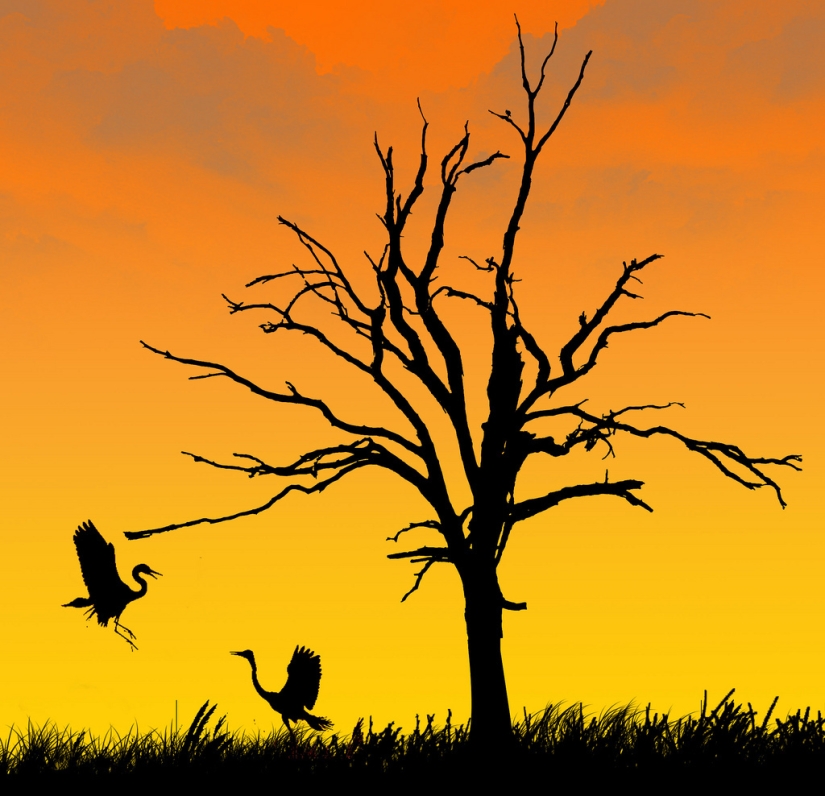 Siluetas del fotógrafo Navid Mugal Siluetas del fotógrafo Navid Mugal