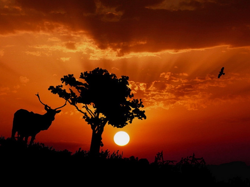 Siluetas del fotógrafo Navid Mugal Siluetas del fotógrafo Navid Mugal