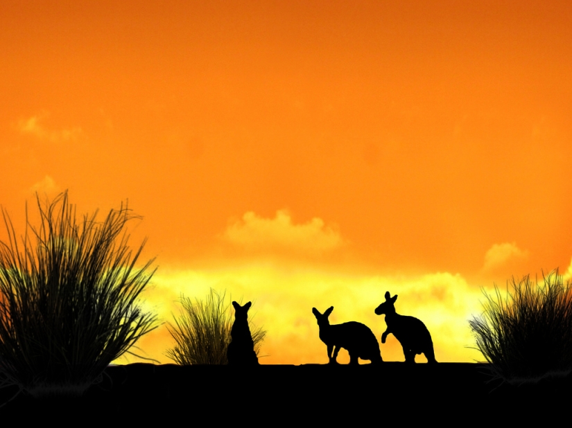 Siluetas del fotógrafo Navid Mugal Siluetas del fotógrafo Navid Mugal