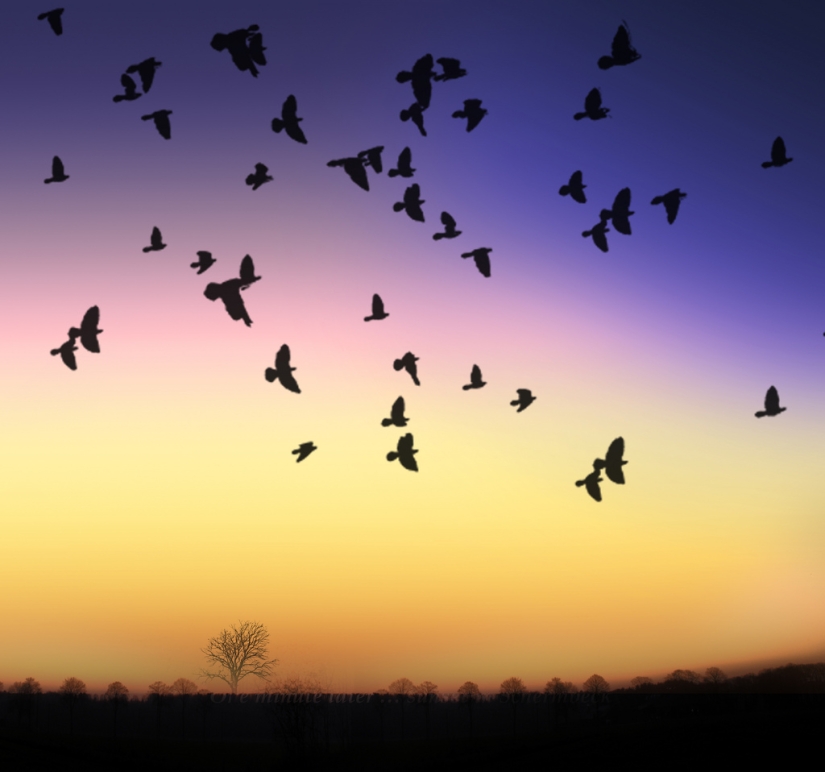 Siluetas del fotógrafo Navid Mugal Siluetas del fotógrafo Navid Mugal