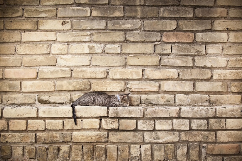 Sin hogar pero con un amigo