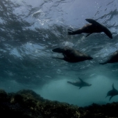 Sincronicidad: el mundo submarino de Mikaela Skovranova