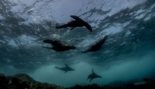 Sincronicidad: el mundo submarino de Mikaela Skovranova Sincronicidad: el mundo submarino de Mikaela Skovranova