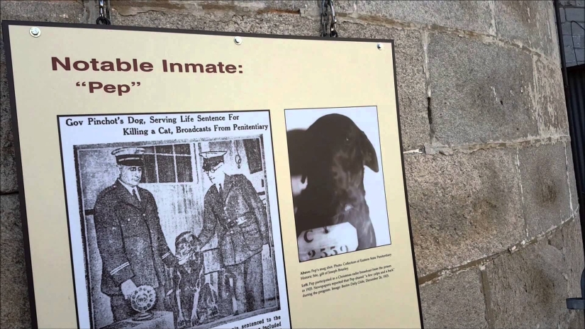 Sit down! The story of the dog Pepa, who received a life sentence because of a fake accusation Sit down! The story of the dog Pepa, who received a life sentence because of a fake accusation