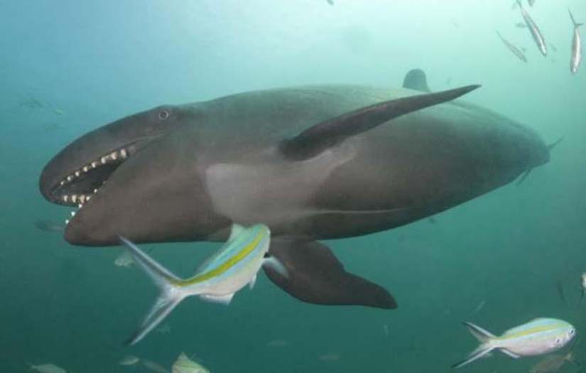 Smiling whale Smiling whale