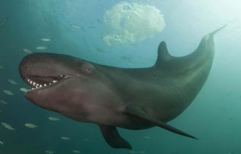 Smiling whale Smiling whale