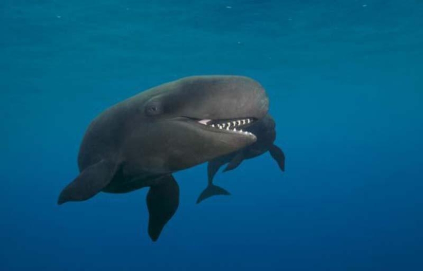 Smiling whale Smiling whale