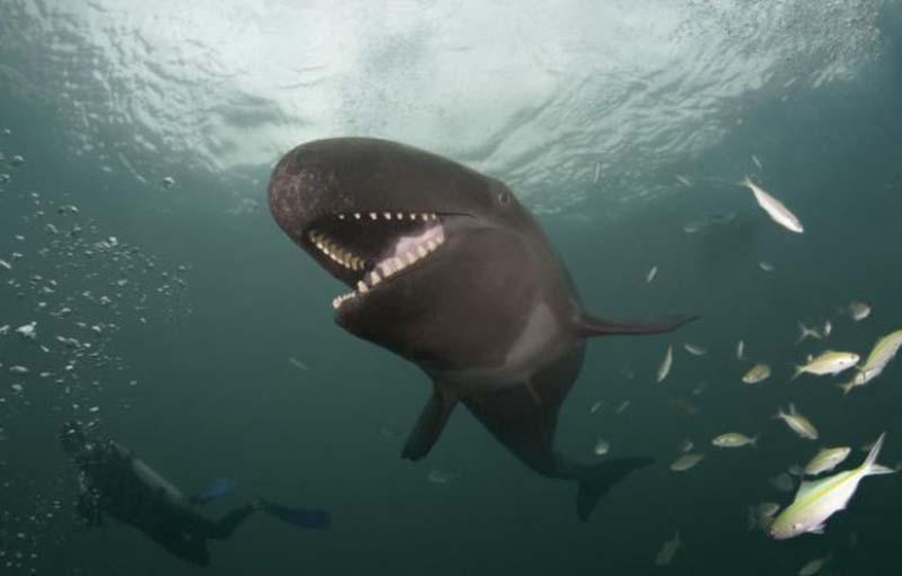 Smiling whale Smiling whale