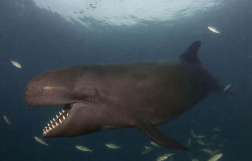 Smiling whale Smiling whale