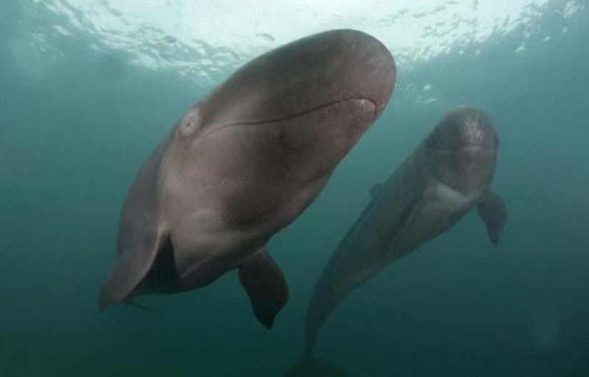 Smiling whale Smiling whale