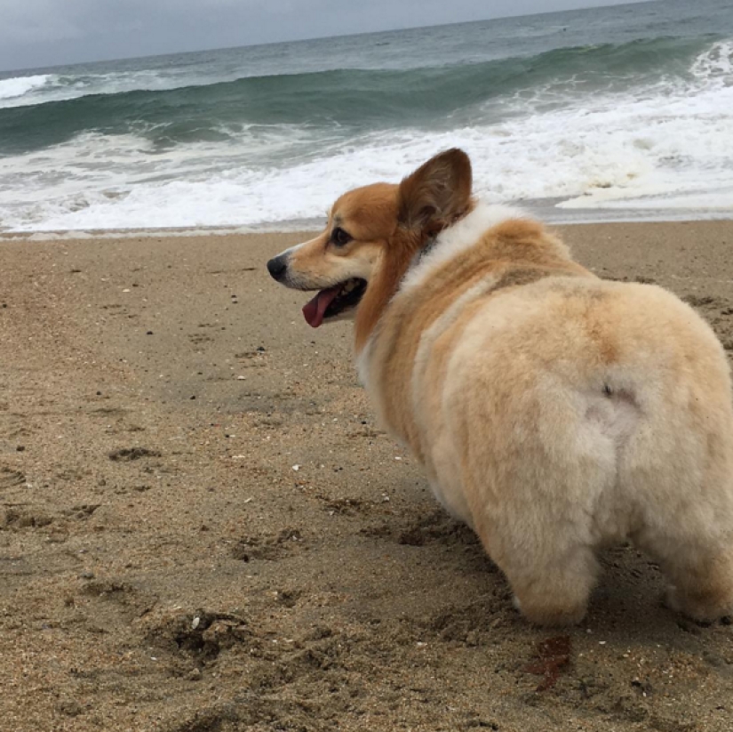 So many cute corgis you've never seen before So many cute corgis you've never seen before