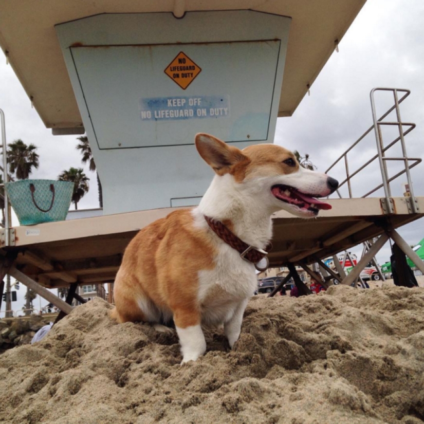 So many cute corgis you've never seen before So many cute corgis you've never seen before