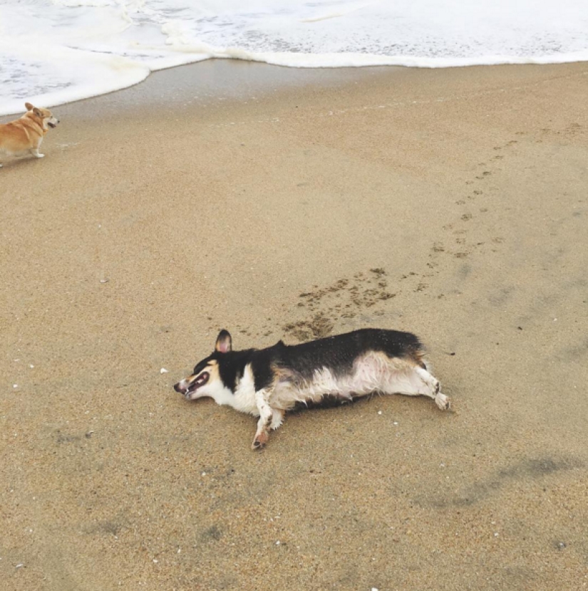 So many cute corgis you've never seen before So many cute corgis you've never seen before