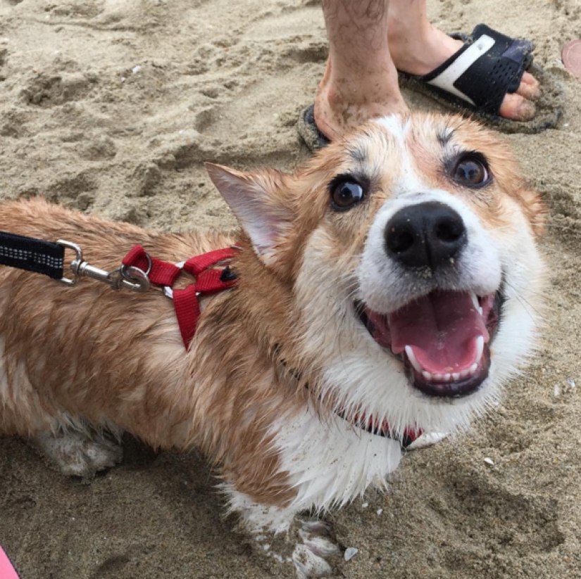 So many cute corgis you've never seen before So many cute corgis you've never seen before